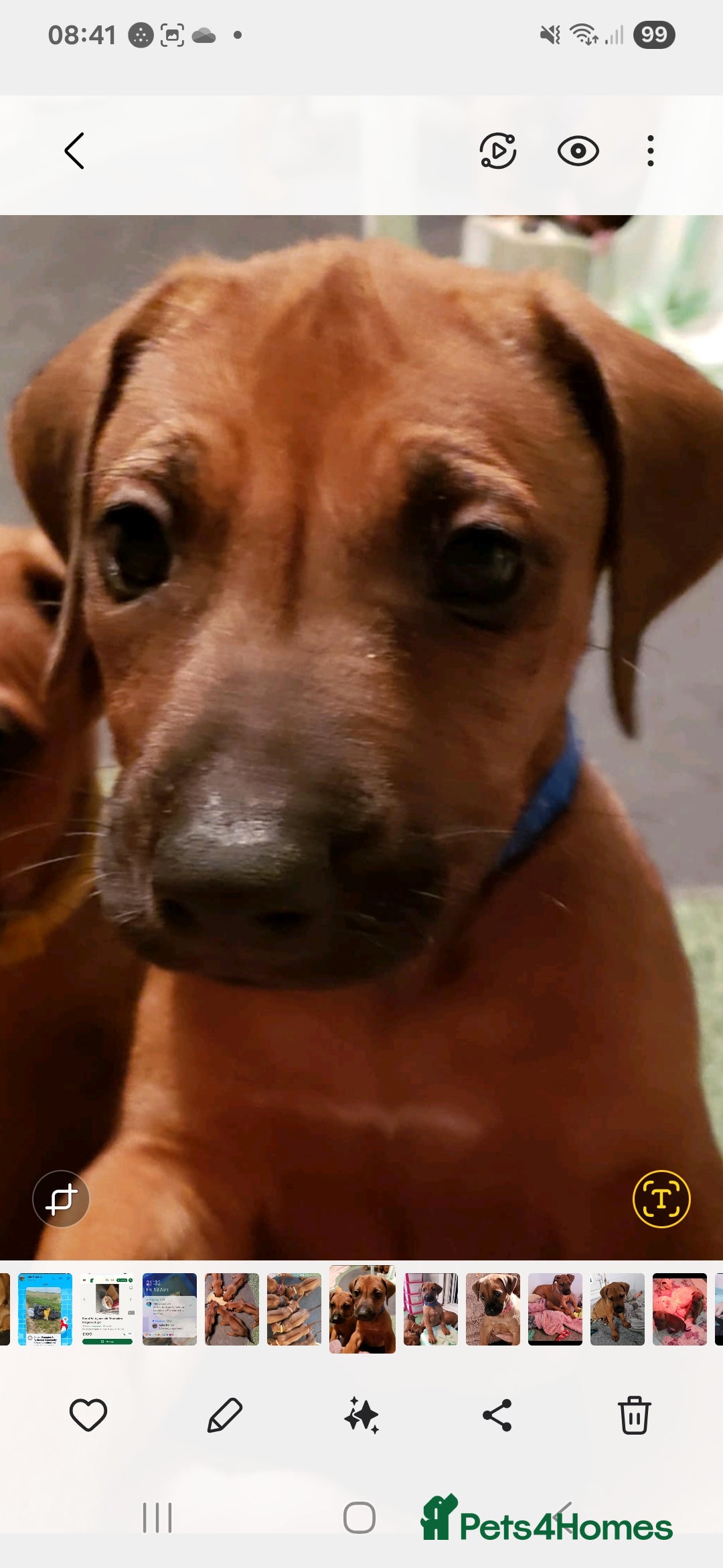 Rhodesian Ridgeback dogs for sale: Rhodesian Ridgeback puppies  - Image 6