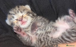 British Longhair cats for sale: Fluffy kittens - Image 2