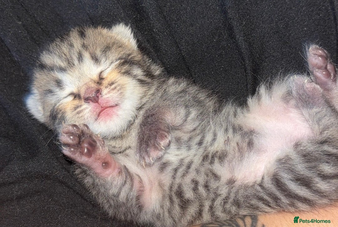 British Longhair cats for sale: Fluffy kittens - Image 2