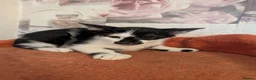 Oriental cats for sale: Mixed Oriental kittens ready for their new home  - Advert 4