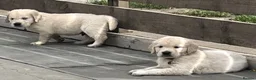 Golden Retriever dogs for sale: KC Registered Vet Health Checked Puppies - Advert 6