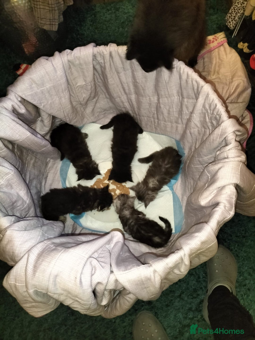 Maine Coon cats for sale: Maine coone kittens  - Advert 12