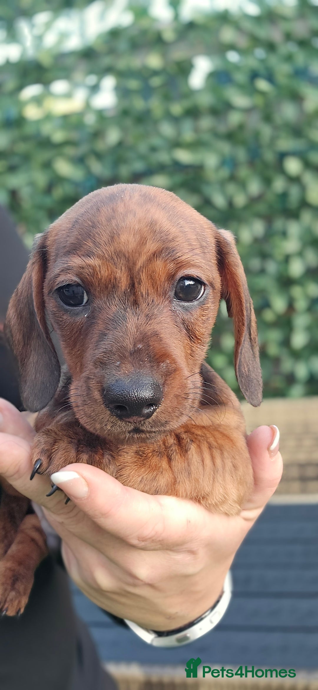 Miniature Dachshund dogs for sale: Miniature dachshund KC registered  - Image 18