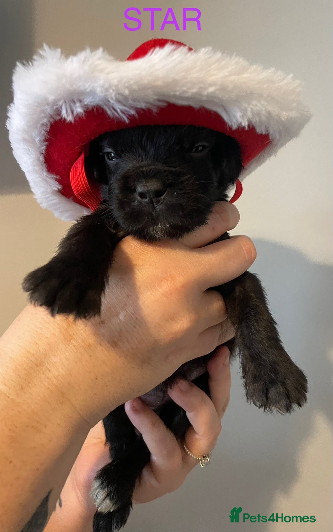 Mixed Breed dogs for sale: READY FOR THERE FOREVER HOMES 1 GIRL & - BOY  - Advert 15