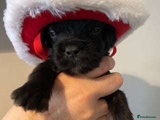 Mixed Breed dogs 2 BEAUT MALES & 1 PRINCESS FEMALE PUPPIES - Advert 2