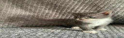 Domestic Shorthair cats for sale: Gorgeous Grey and White Kittens For Sale - Advert 8
