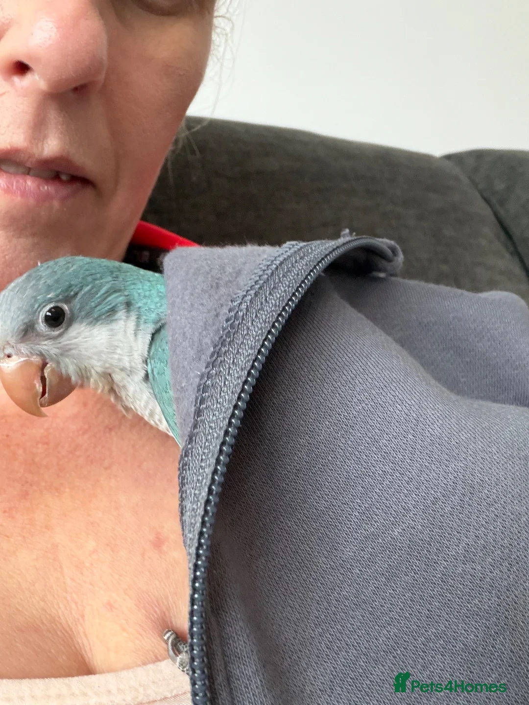 Parrots birds for sale: Very friendly Quaker parrot  - Advert 7