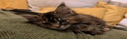 Maine Coon cats for sale: Ready to be re-homed - Advert 13