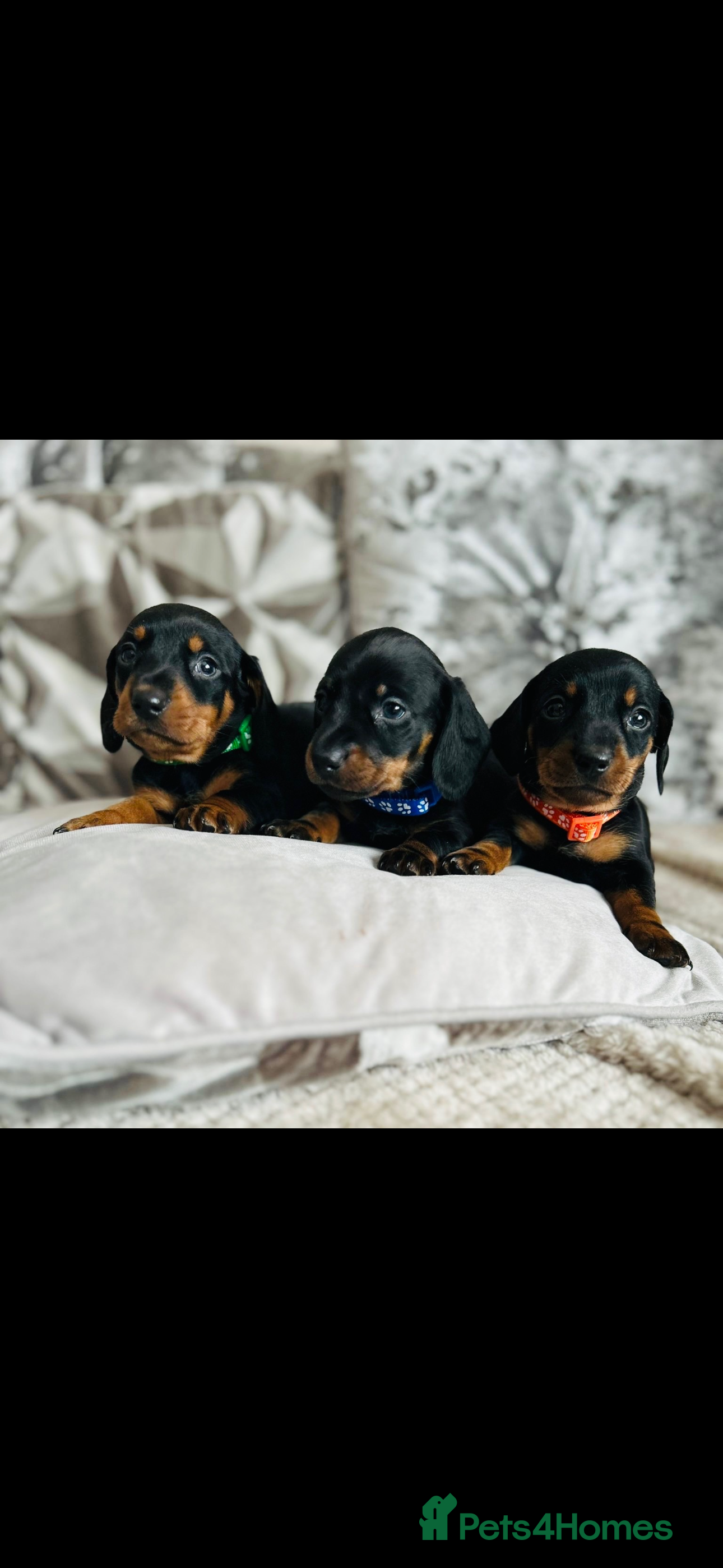 Miniature Dachshund dogs Very beautiful miniature dachshund puppies - Advert 18