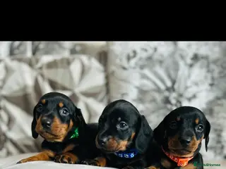 Miniature Dachshund dogs Very beautiful miniature dachshund puppies - Advert 18