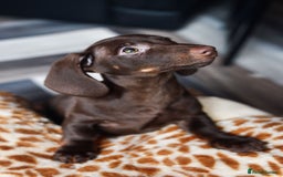 Miniature Dachshund dogs for sale: Miniature Dachshund puppies 5 weeks insurance  - Image 2