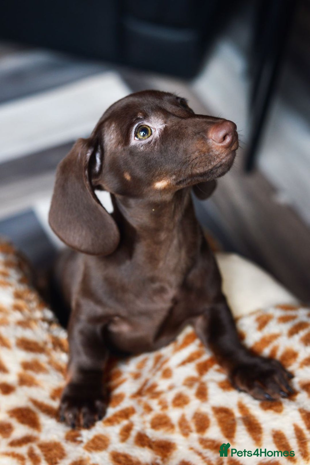 Miniature Dachshund dogs for sale: Miniature Dachshund puppies 5 weeks insurance  - Image 2