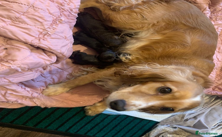 Cocker Spaniel dogs Beautiful cocker pups - Advert 3