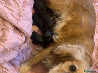 Cocker Spaniel dogs for sale: Beautiful cocker pups - Advert 1