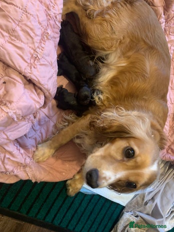 Cocker Spaniel dogs Beautiful cocker pups - Advert 12