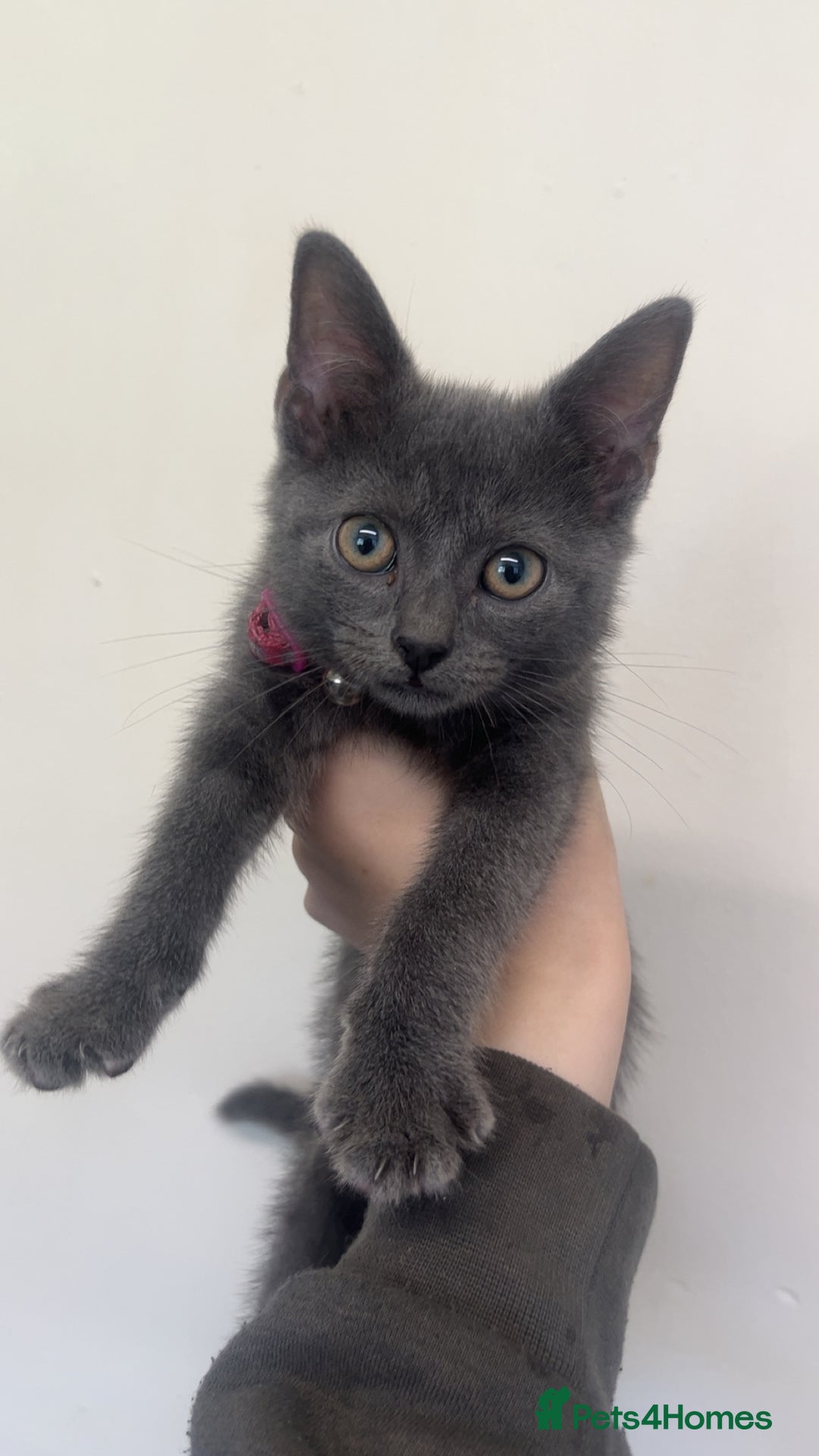 British Shorthair cats for sale: 1 kitten for sale  - Image 1