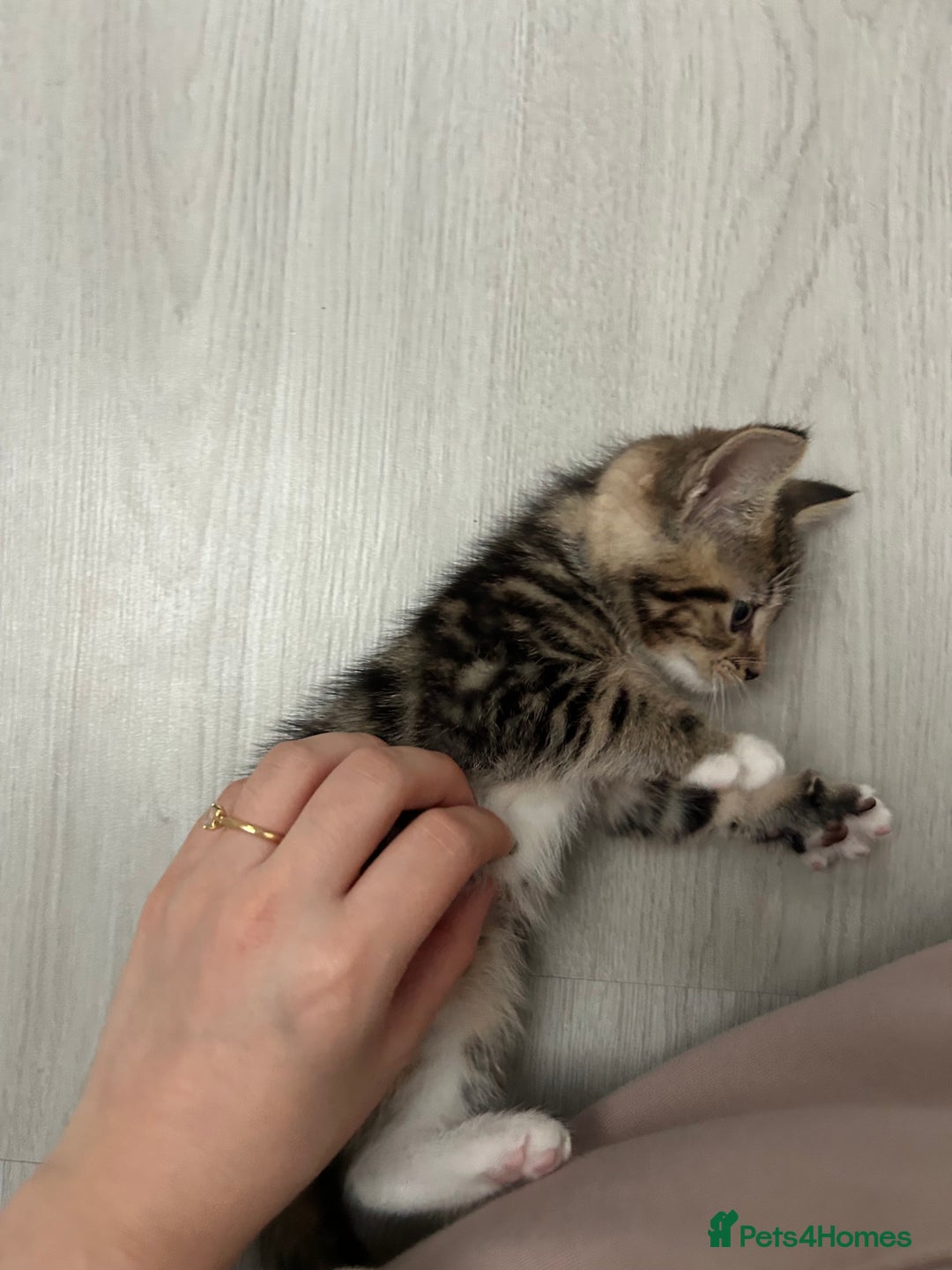 Mixed Breed cats for sale: 7 week kitten for sale - Advert 5