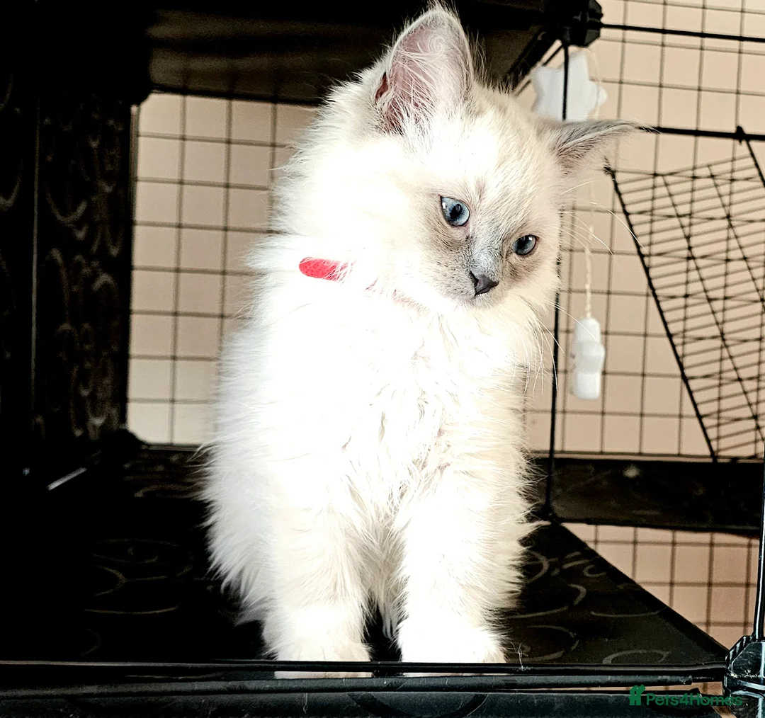 Ragdoll cats for sale: Ragdoll kittens bluepoint mitted  - Advert 12