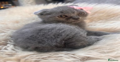 British Shorthair cats - Advert 4