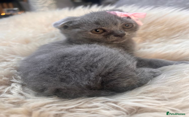 British Shorthair cats - Advert 6