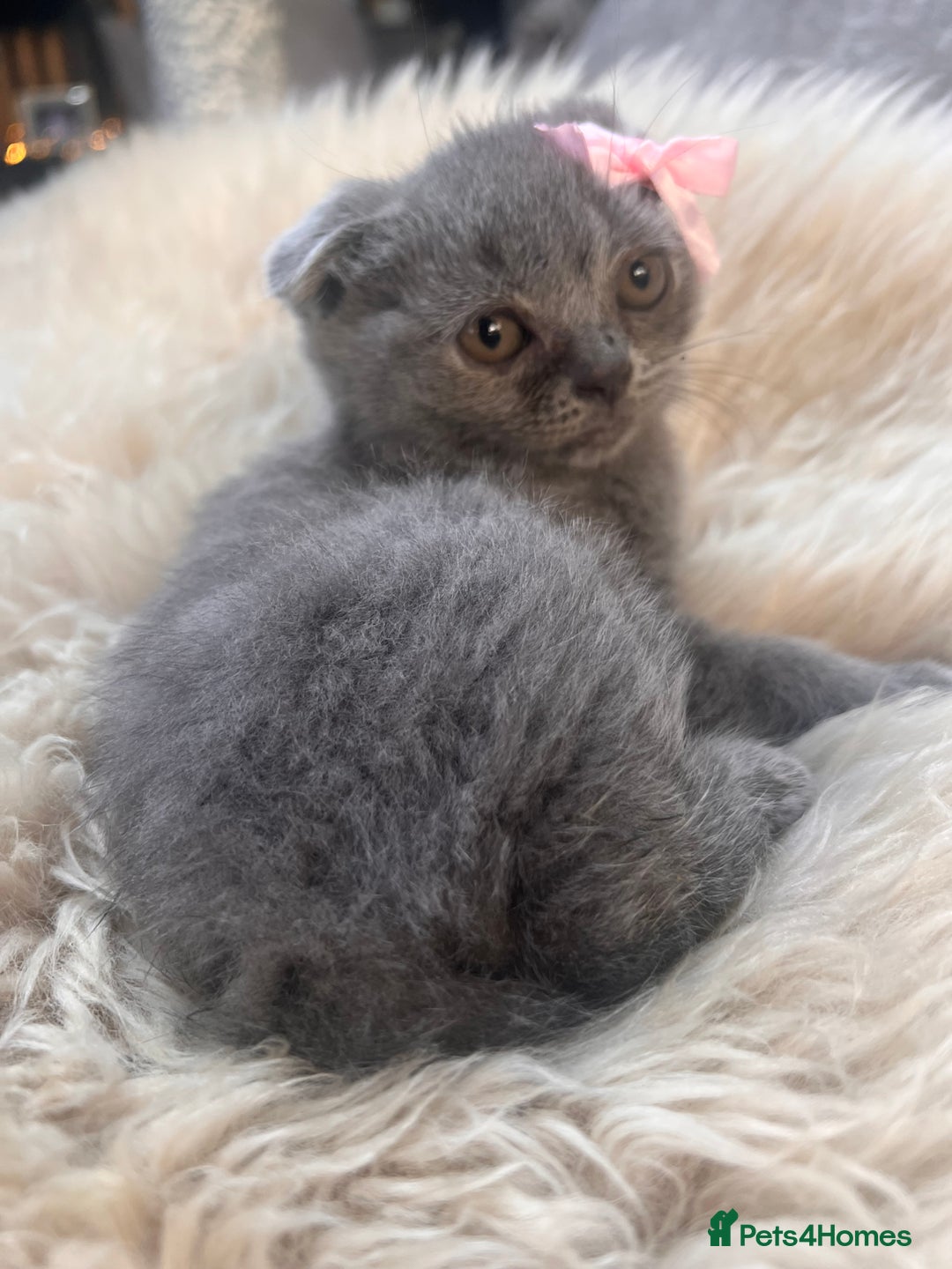 British Shorthair cats for sale: British shorthair fold - Image 1