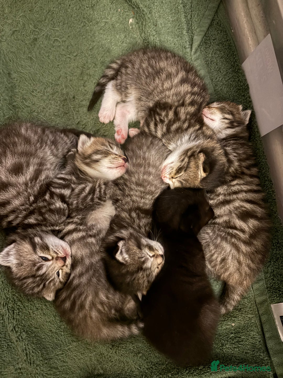 Siberian cats for sale: Half Siberian kittens - Image 13
