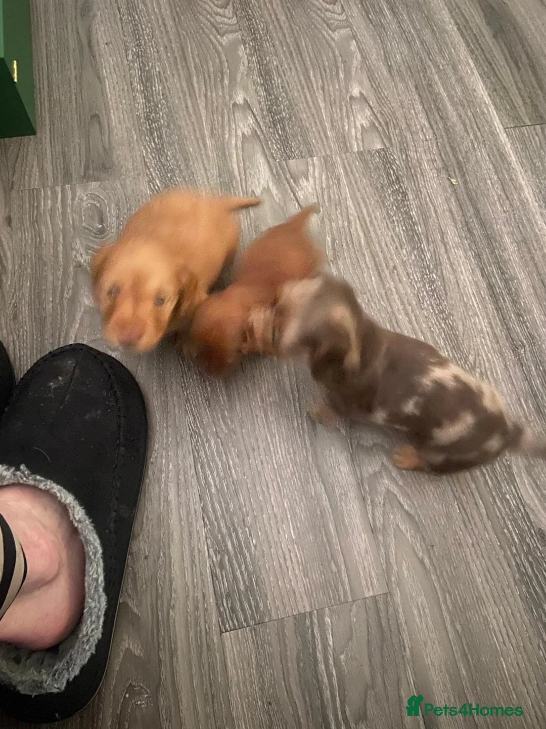 Dachshund dogs for sale: Long haired girl and left  - Advert 15