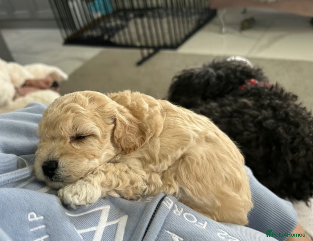 Toy Poodle dogs for sale: Beautiful KC Toy Poodle Puppies Ready Now in Belfast - Image 3