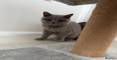 British Shorthair cats - Advert 2