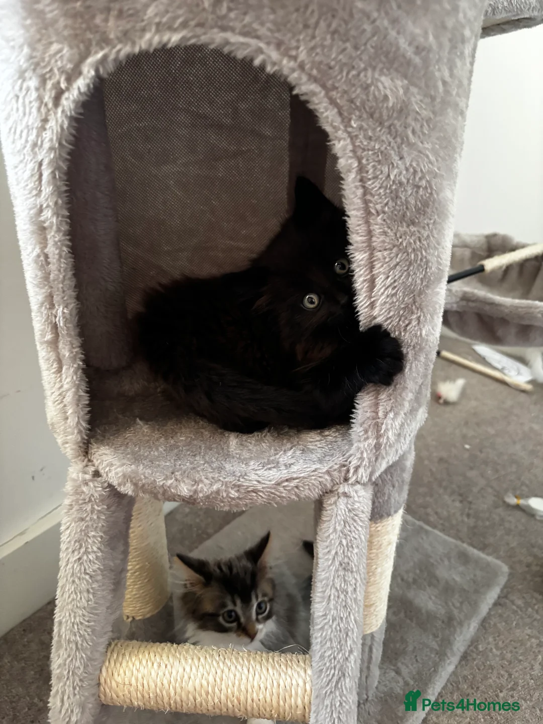 Mixed Breed cats for sale: Kitten for sale - Advert 2