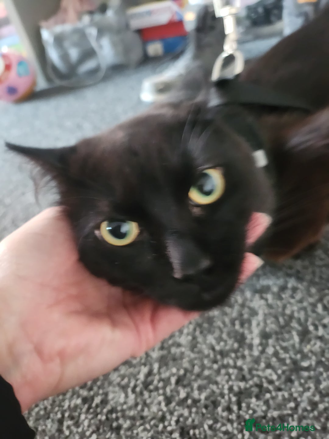 Mixed Breed cats for sale: Beautiful baby boy available  - Image 3