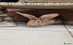 Continental Giant rabbits for sale: Giant continental cross  - Image 1