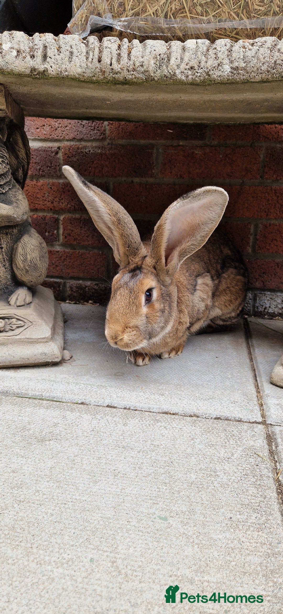 Continental Giant rabbits for sale: Giant continental cross  - Image 1
