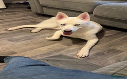 Siberian Husky dogs for sale: Beautiful husky white coat blue eyes  - Image 2
