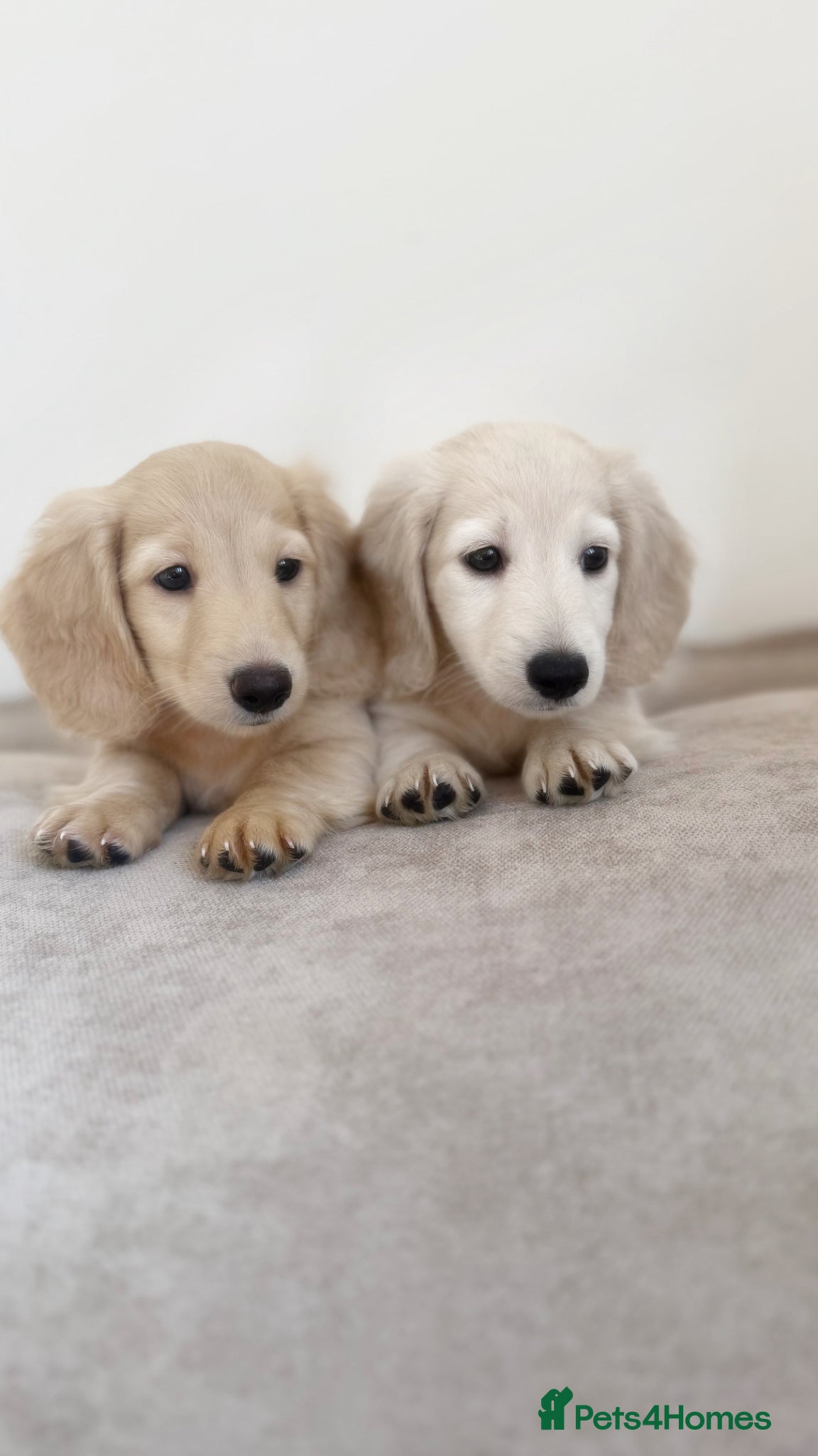 Miniature Dachshund dogs KC clear cream dachshund boys - Advert 1