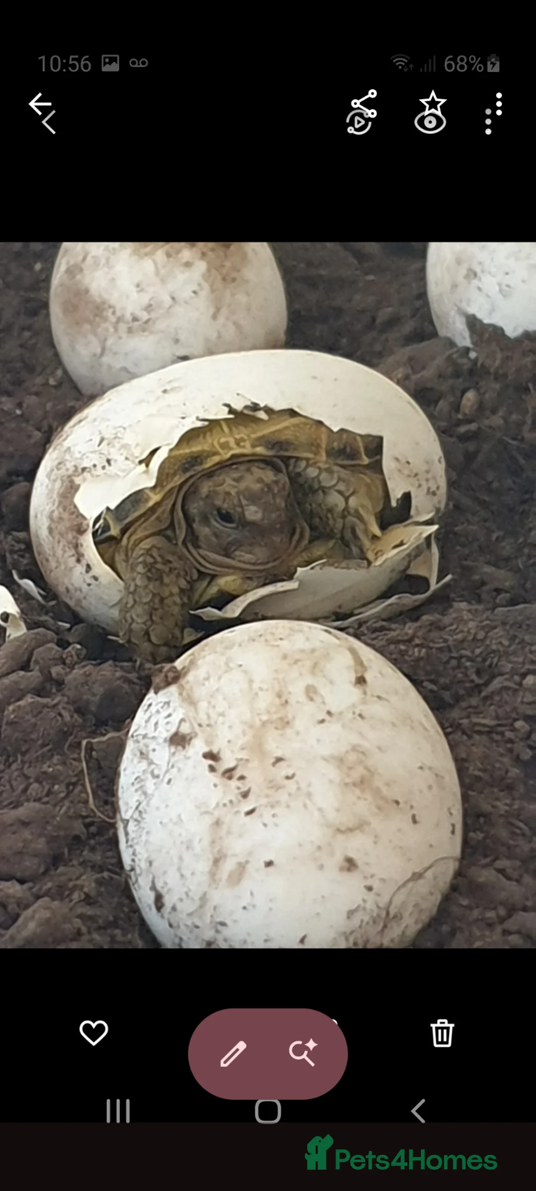 Tortoise reptiles for sale: Baby Horsfield tortoises  - Advert 2