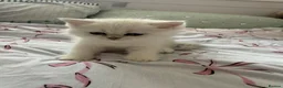 British Shorthair cats for sale: Beautiful British shorthair kitten ready to go - Advert 21