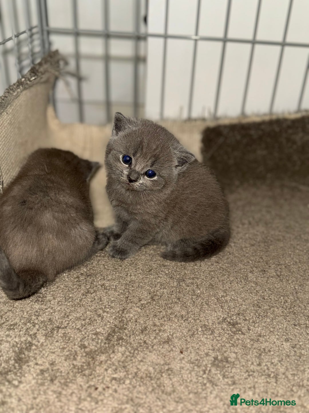 British Shorthair cats for sale: British shorthair kittens READY NOW❤️ - Image 16