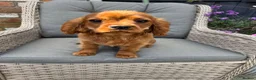Cavalier King Charles Spaniel dogs for sale: Cavalier King Charles spaniel kc registered  in Stoke-on-Trent - Advert 5