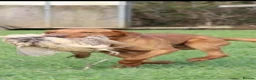 Labrador Retriever dogs for stud: Working fox red labrador for syud - Advert 2