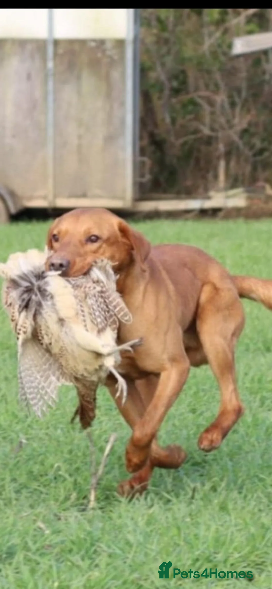 Labrador Retriever dogs for stud: Working fox red labrador for syud - Advert 2