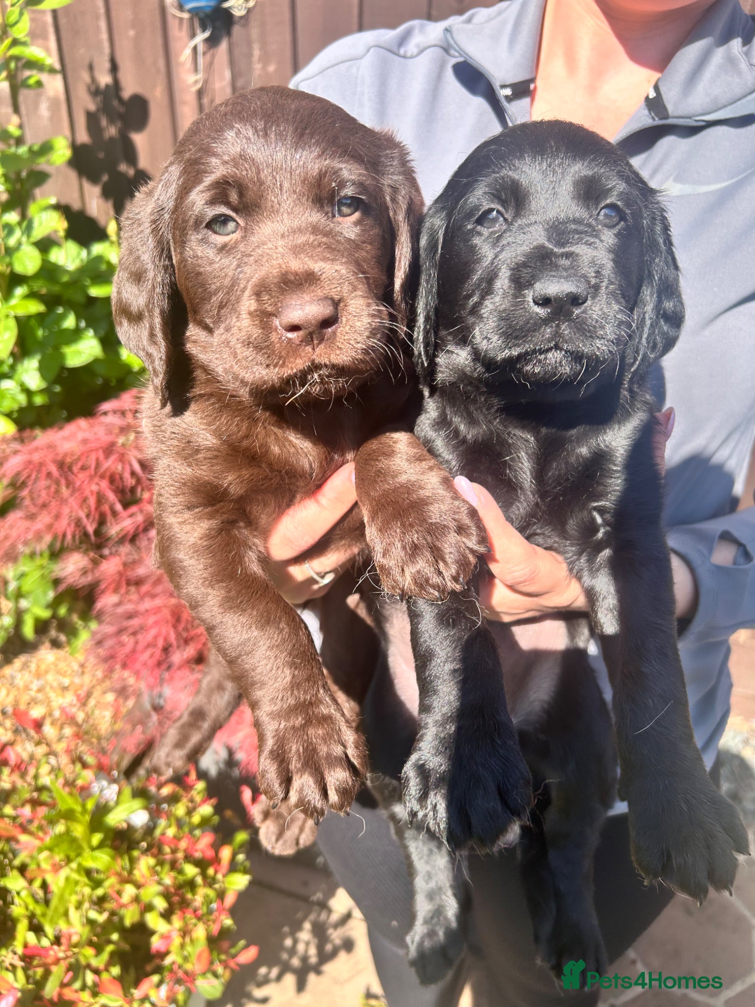 Labradoodle dogs F1 Labradoodle puppy’s  - Advert 7