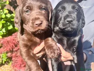 Labradoodle dogs F1 Labradoodle puppy’s - Advert 7
