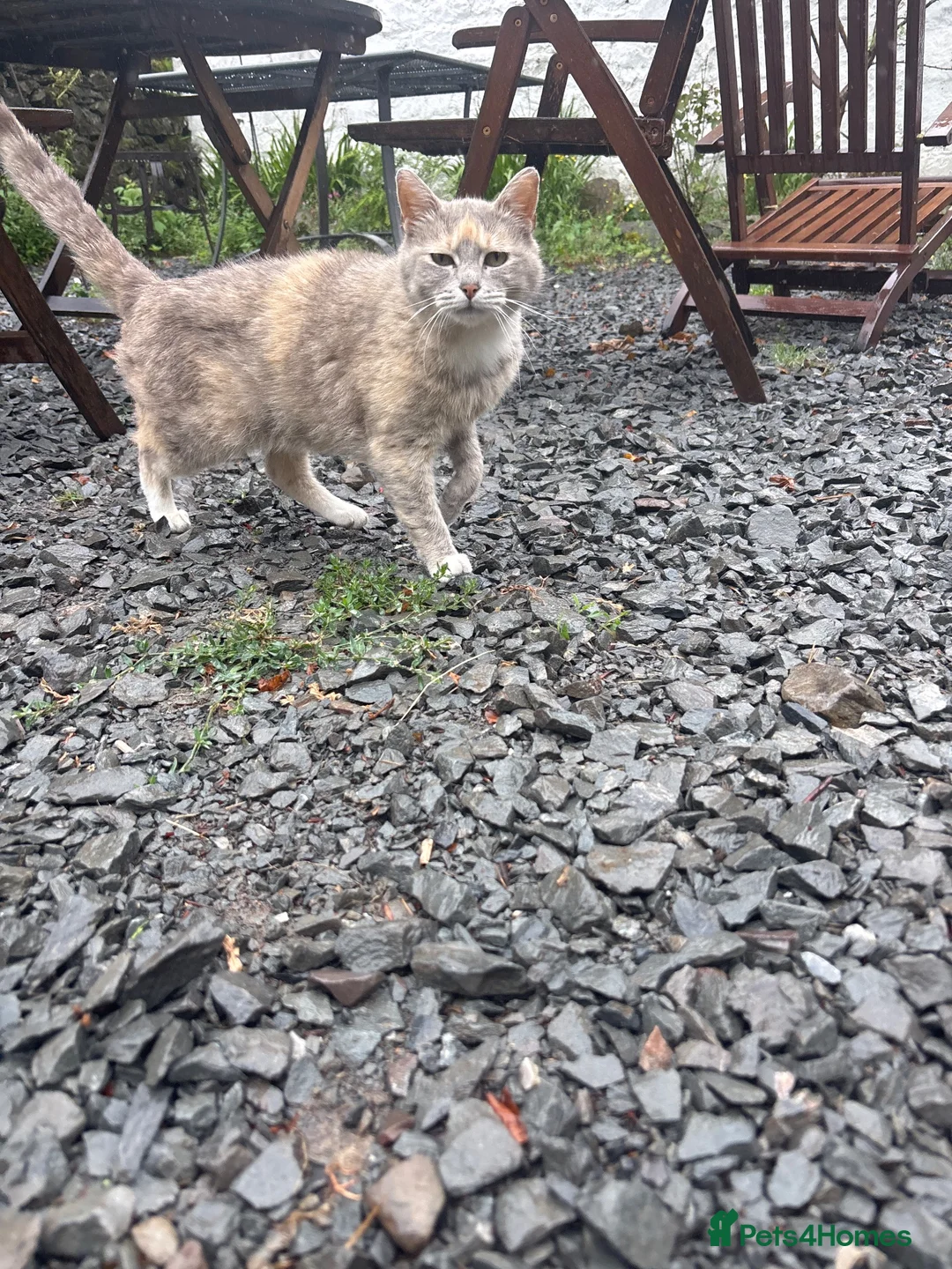 Maine Coon cats for sale: Stunning mainecoon cross kittens  in Castle Douglas - Advert 8