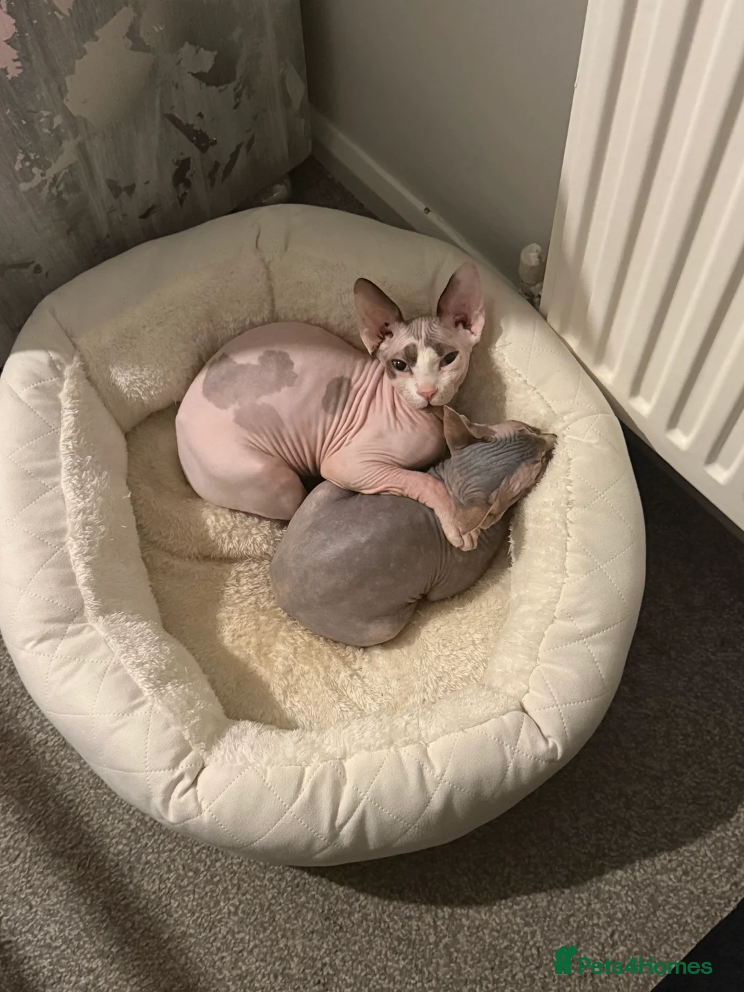 Sphynx cats for sale: Sphynx adorable couple  - Advert 1