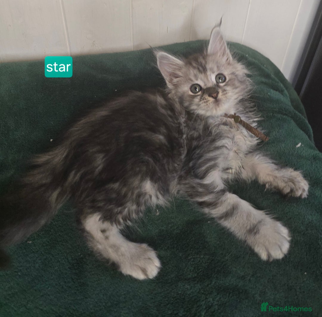 Maine Coon cats for sale: Stunning Silver Tica Pedigree Maine Coon Kittens - Advert 24