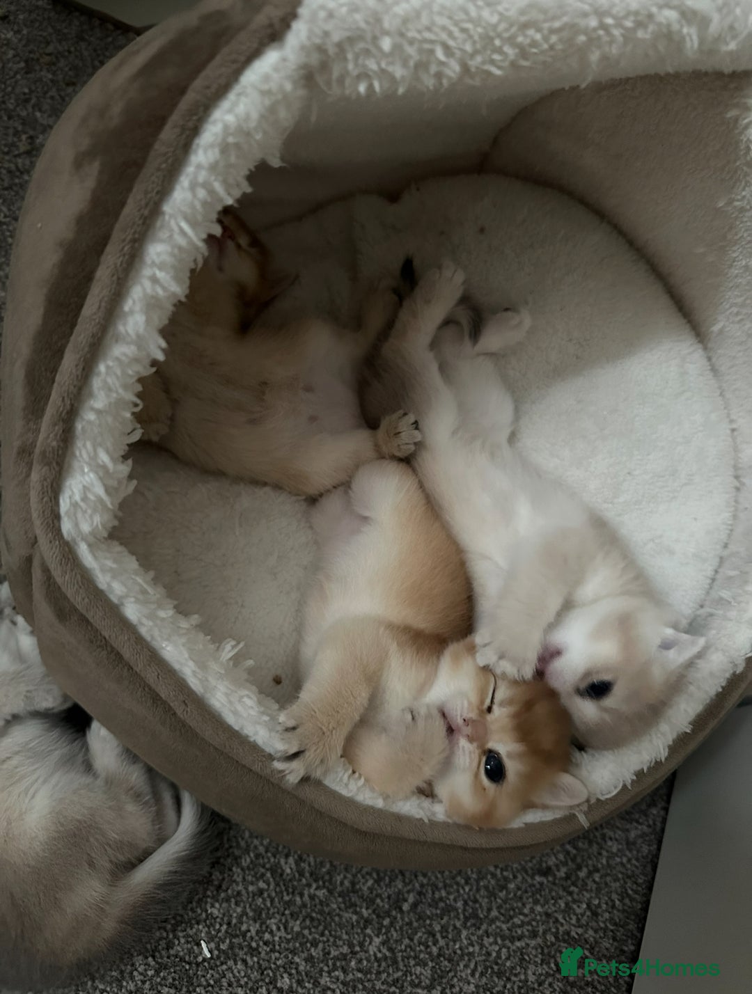 British Shorthair cats for sale: British Shorthair Golden kitten GCCF - Image 24