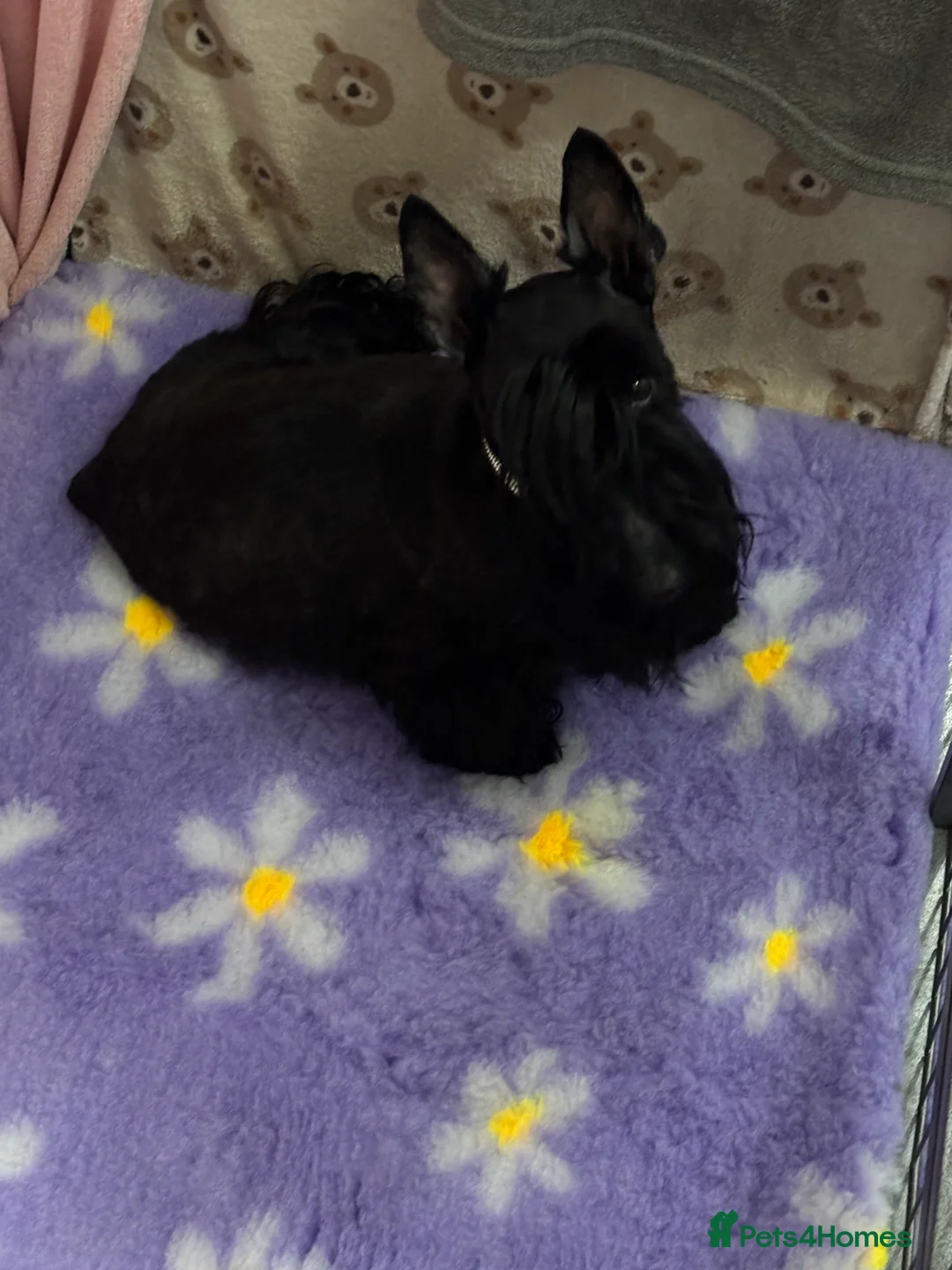 Scottish Terrier dogs for sale: Scottish Terrier Puppies  - Advert 2