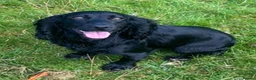 Cocker Spaniel dogs for sale: 5 Star Council Registered Breeder - Advert 4