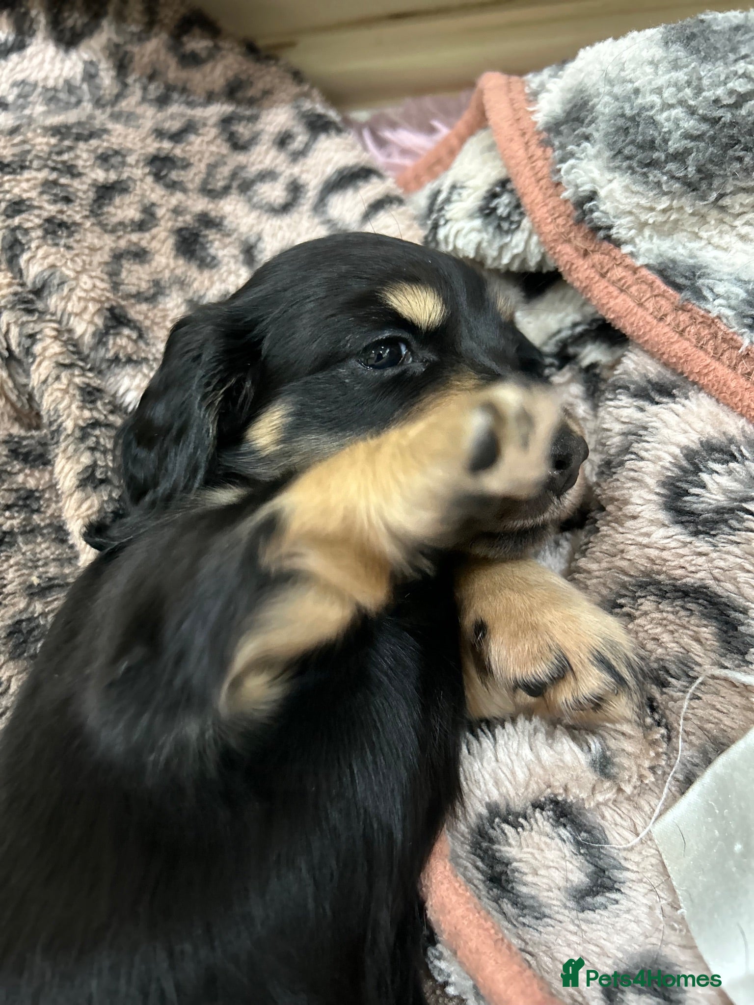 Miniature Dachshund dogs Miniature longhaired dacsund babies  - Advert 2